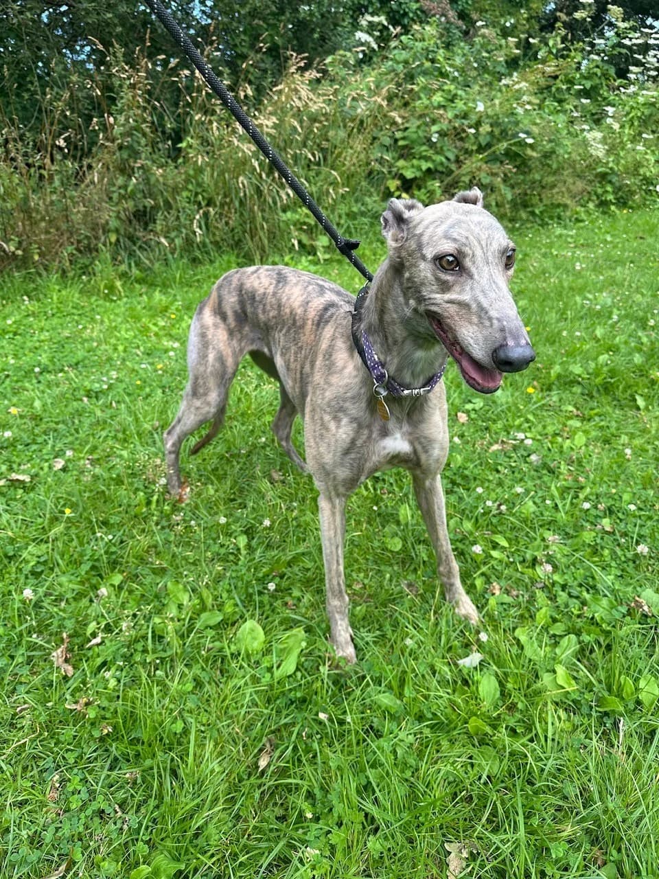 Prism, female 5yo Greyhound for adoption at Manchester & Cheshire Dogs Home (Cheshire), Warrington