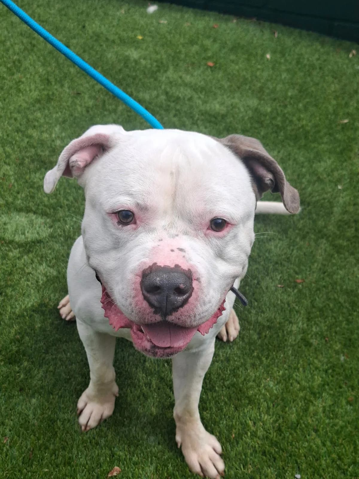 Pudding, male 3yo English Bulldog for adoption at Manchester & Cheshire Dogs Home (Manchester), Manchester