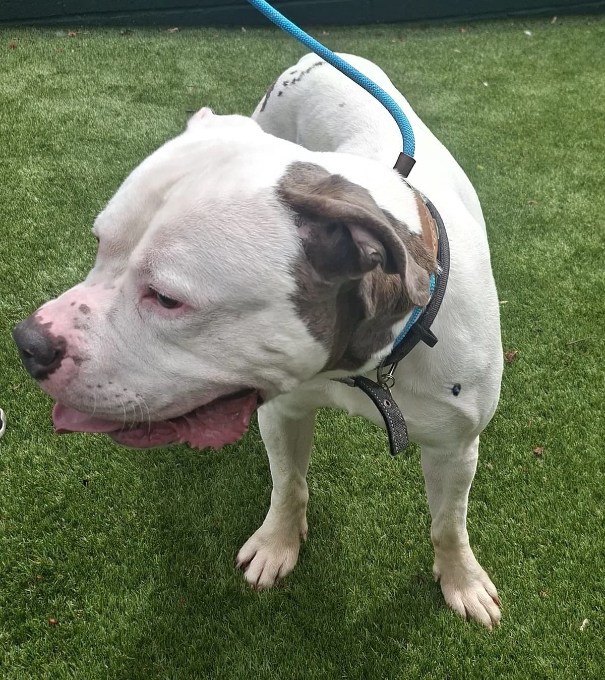 Pudding, male 3yo English Bulldog for adoption at Manchester & Cheshire Dogs Home (Manchester), Manchester
