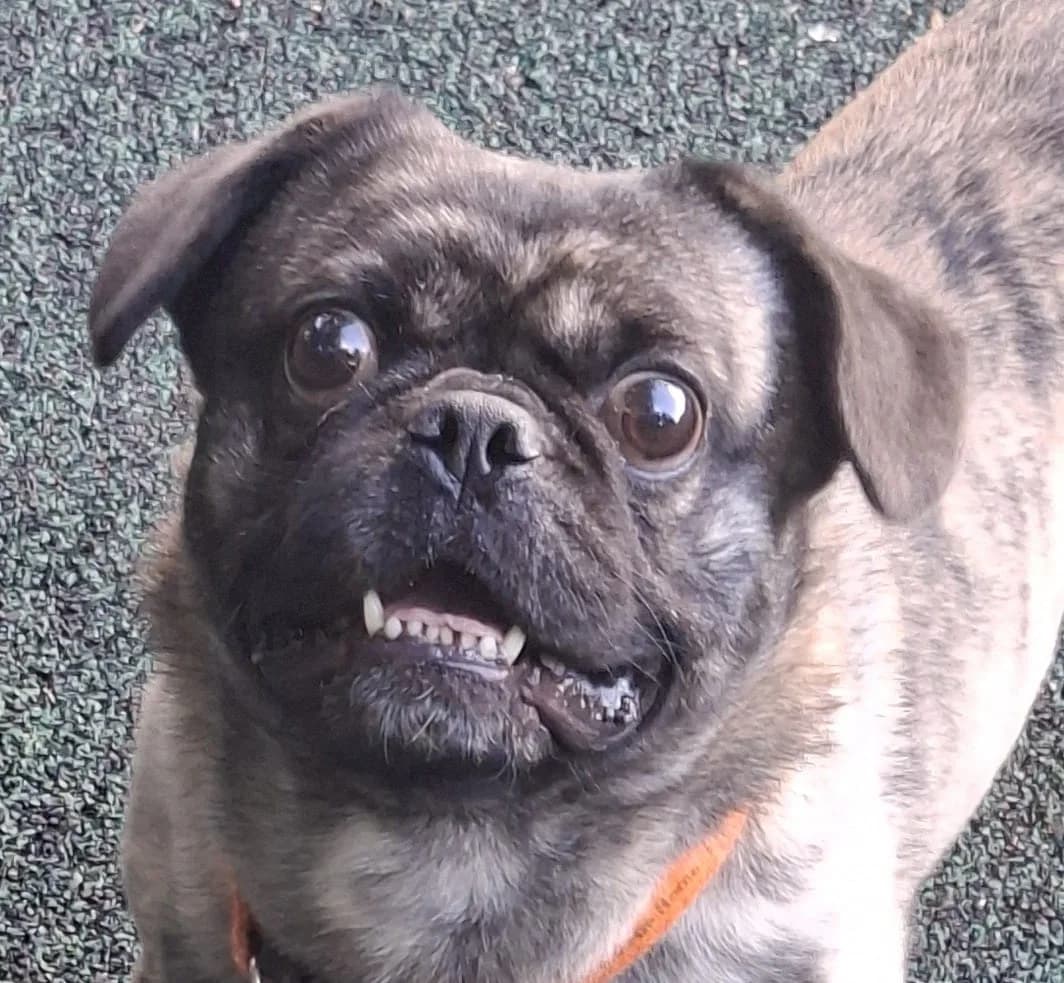 Pumba, male 4yo Pug for adoption at Manchester & Cheshire Dogs Home (Manchester), Manchester