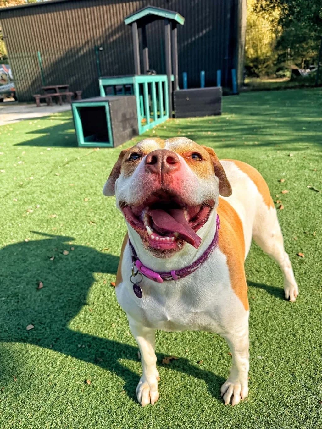 Pumpkin, female 5yo English Bulldog for adoption at Manchester & Cheshire Dogs Home (Cheshire), Warrington