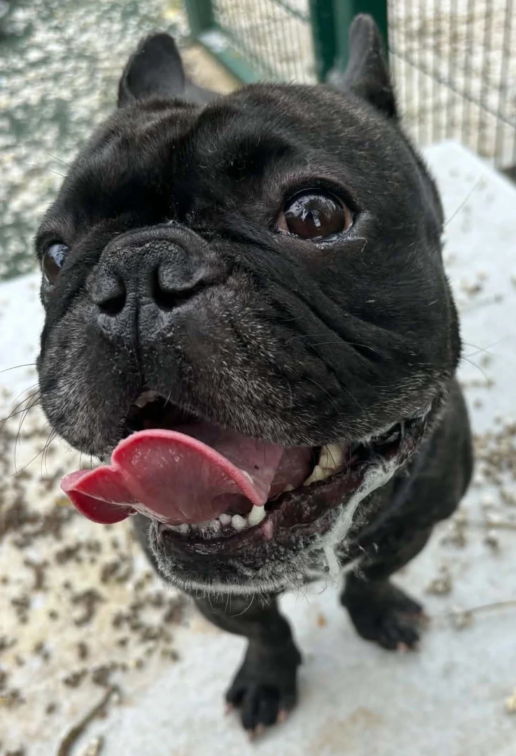 Quill, male 3yo English Bulldog for adoption at Manchester & Cheshire Dogs Home (Manchester), Manchester