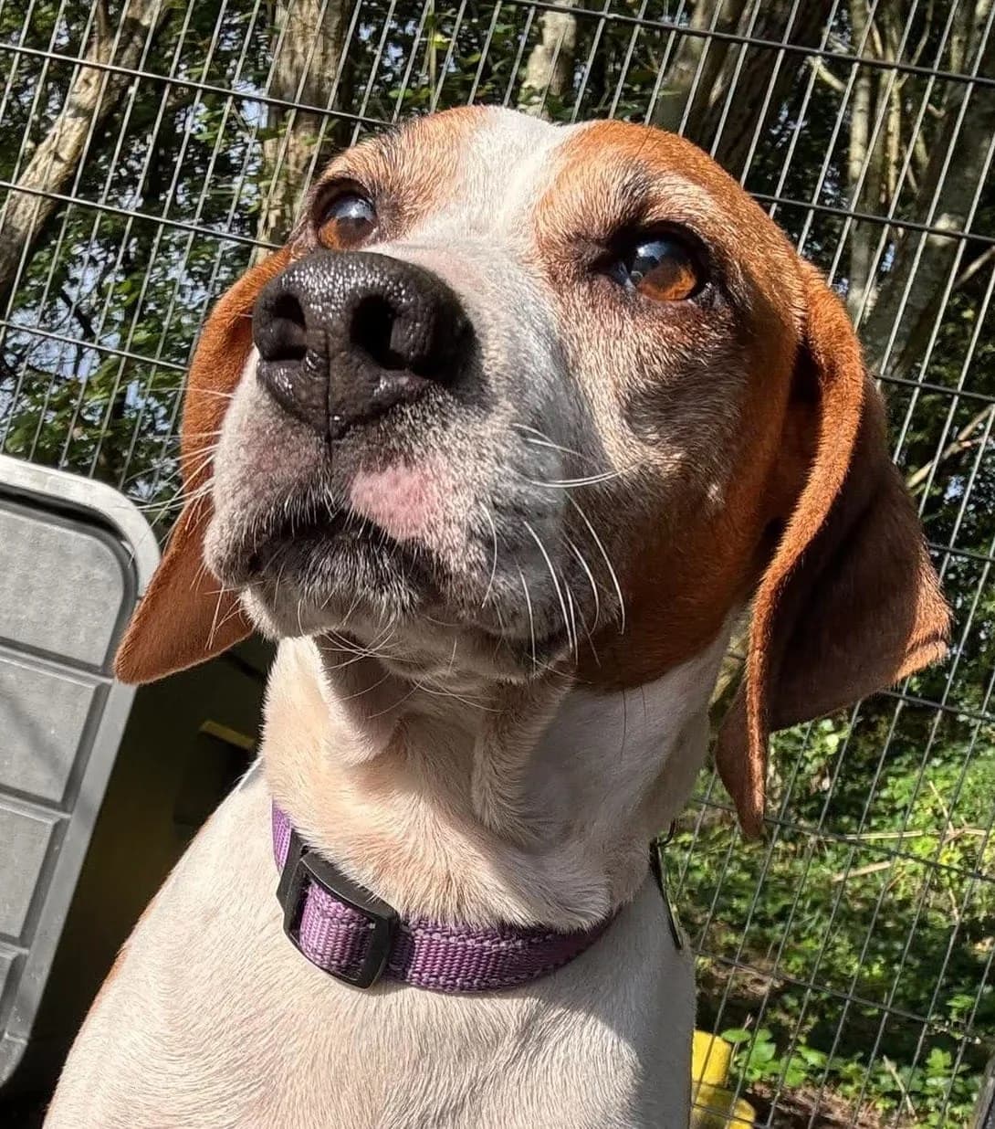 Rafael, male 6yo Beagle for adoption at Manchester & Cheshire Dogs Home (Manchester), Manchester