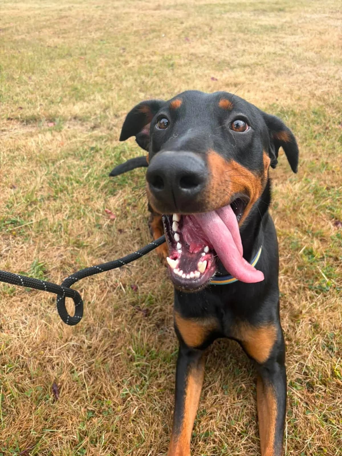 Rafi, male young Doberman for adoption at Manchester & Cheshire Dogs Home (Cheshire), Warrington