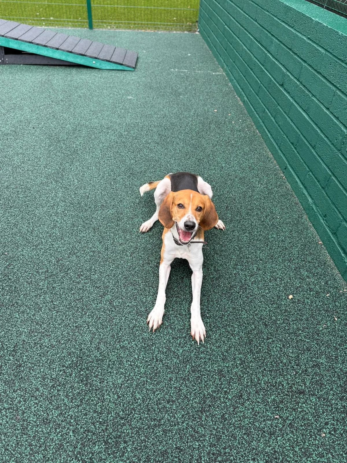 Ranger, male 4yo mixed breed for adoption at Manchester & Cheshire Dogs Home (Manchester), Manchester
