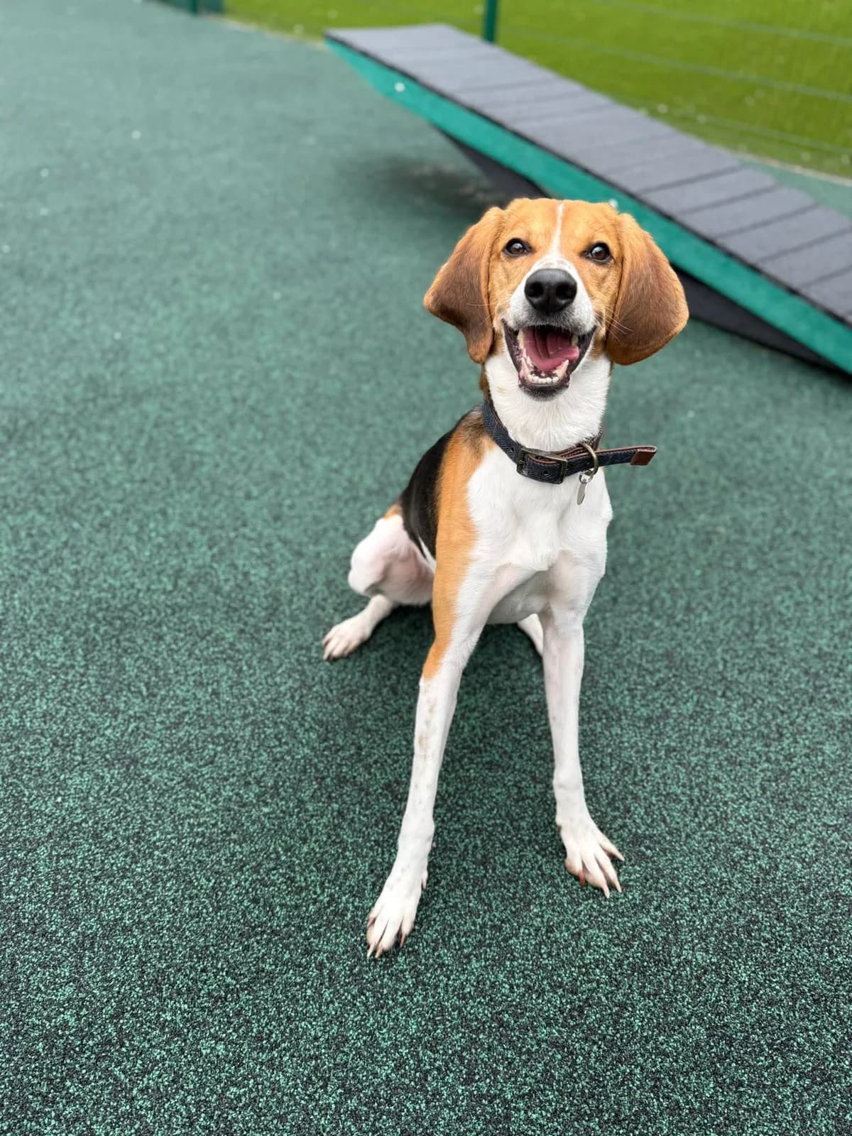 Ranger, male 4yo mixed breed for adoption at Manchester & Cheshire Dogs Home (Manchester), Manchester