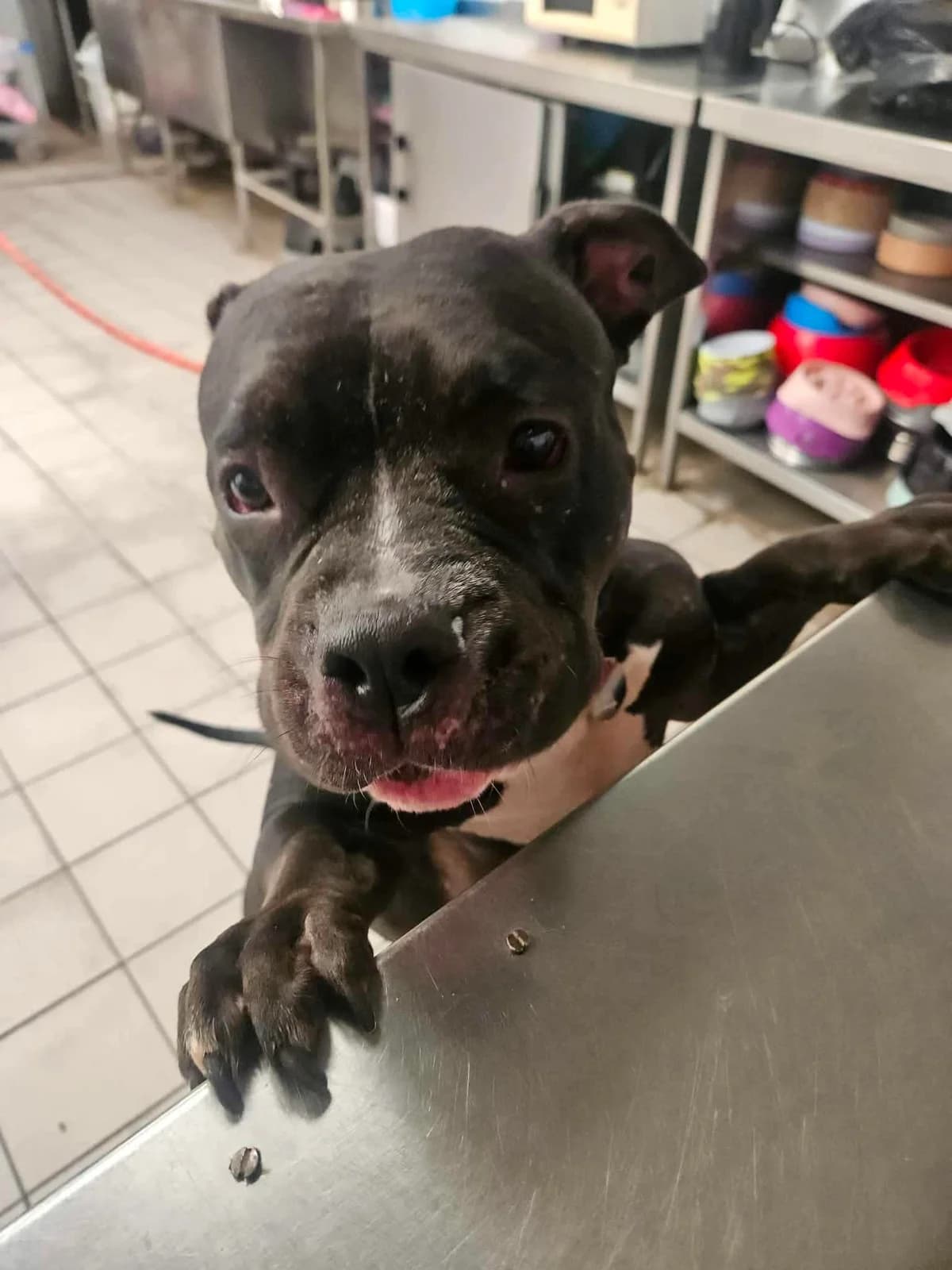 Raven, female 3yo Staffordshire Bull Terrier for adoption at Manchester & Cheshire Dogs Home (Manchester), Manchester