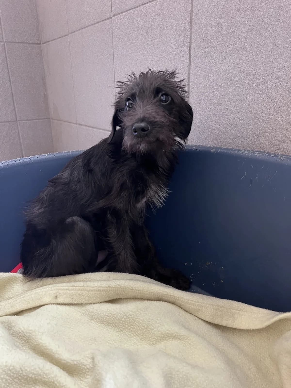 Riccardo, male puppy Lurcher for adoption at Manchester & Cheshire Dogs Home (Cheshire), Warrington