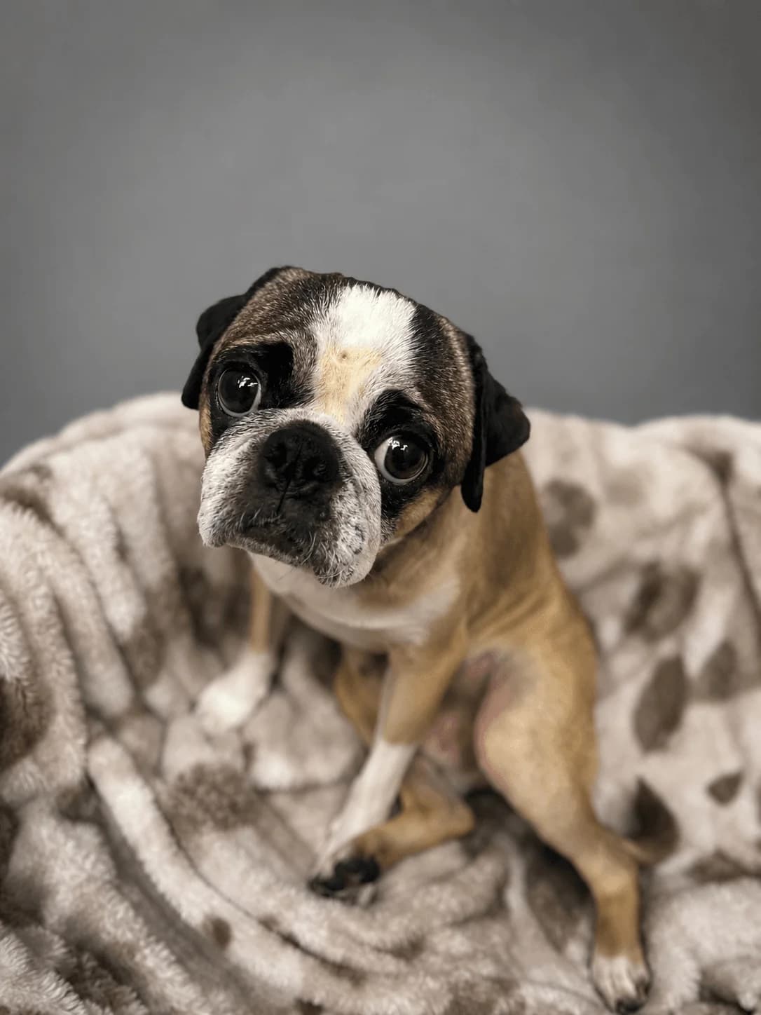 Rico, male 4yo Pug for adoption at Manchester & Cheshire Dogs Home (Manchester), Manchester