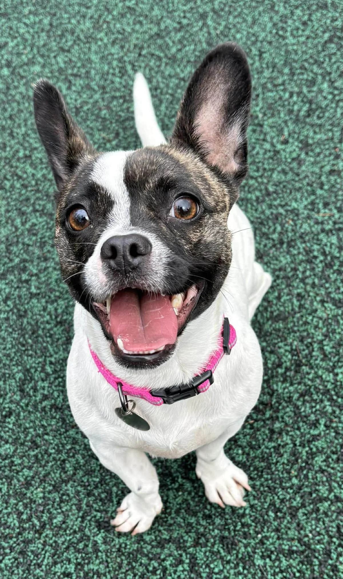 Riley, male English Bulldog for adoption at Manchester & Cheshire Dogs Home (Manchester), Manchester