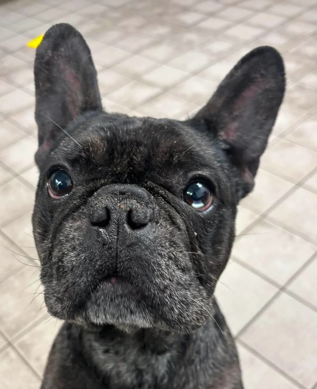 Rio, male 3yo English Bulldog for adoption at Manchester & Cheshire Dogs Home (Manchester), Manchester