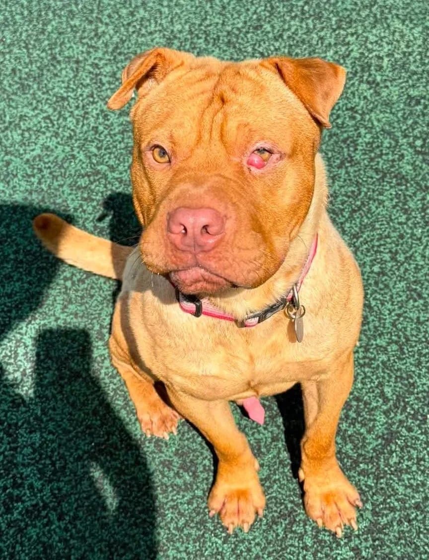 Ripley, male 3yo mixed breed for adoption at Manchester & Cheshire Dogs Home (Manchester), Manchester