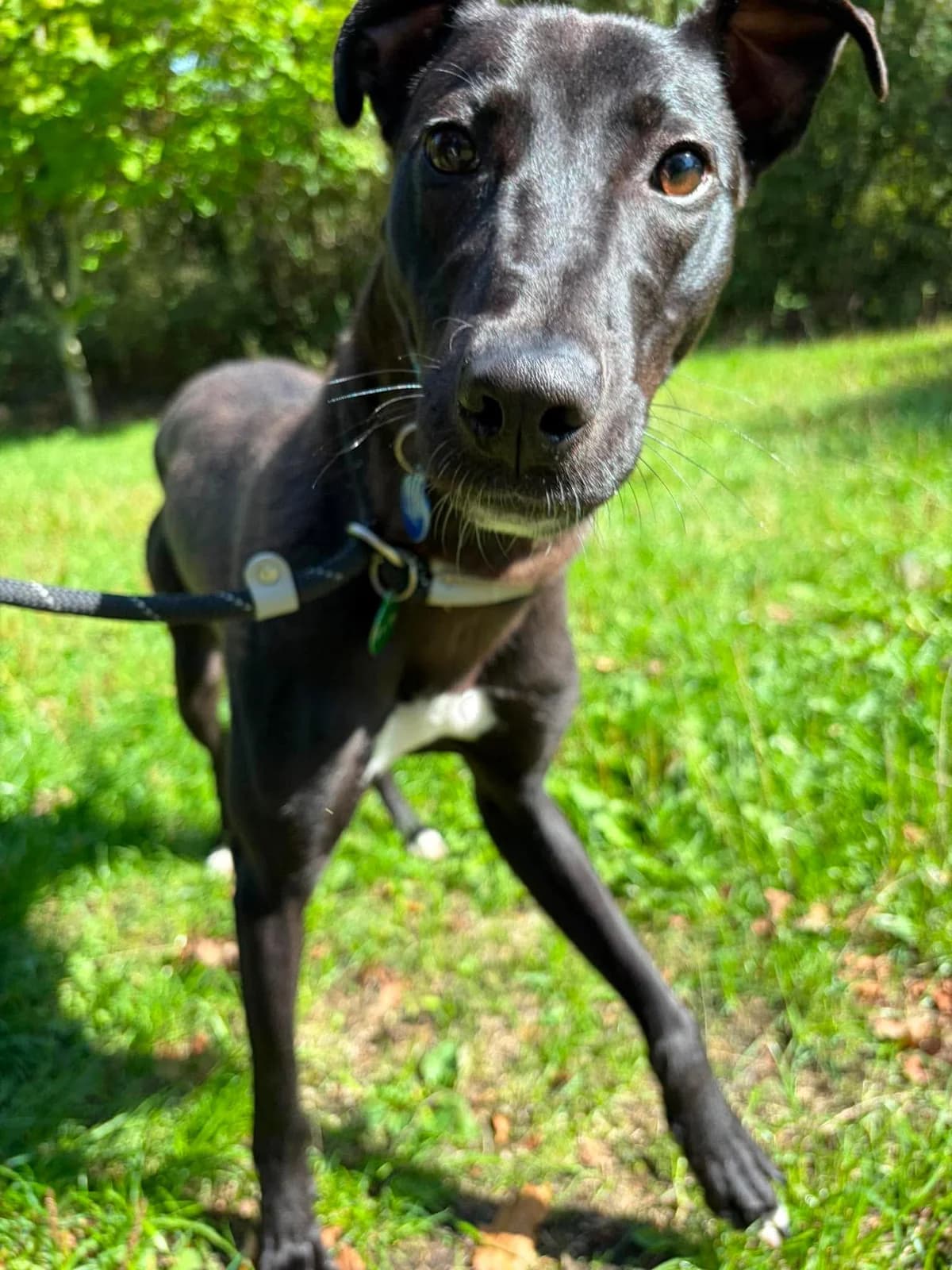 Robbie, male 3yo Lurcher for adoption at Manchester & Cheshire Dogs Home (Cheshire), Warrington