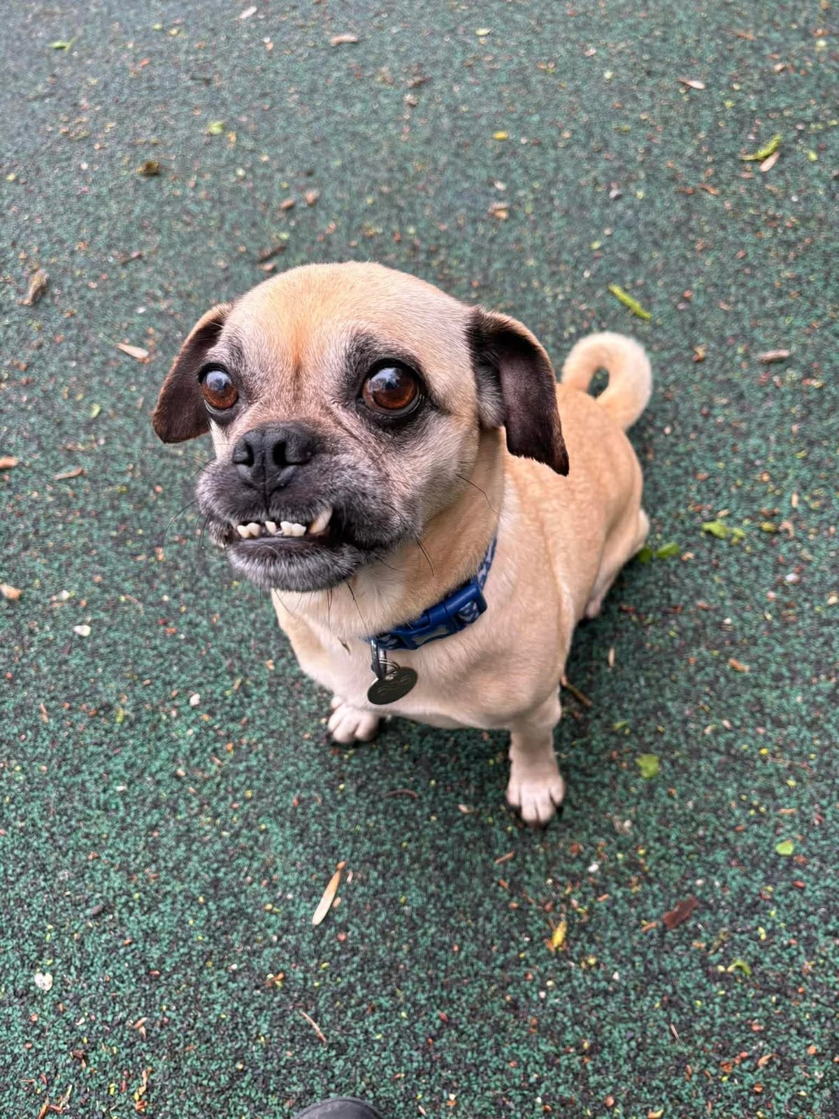 Robin, female senior Puggle for adoption at Manchester & Cheshire Dogs Home (Manchester), Manchester
