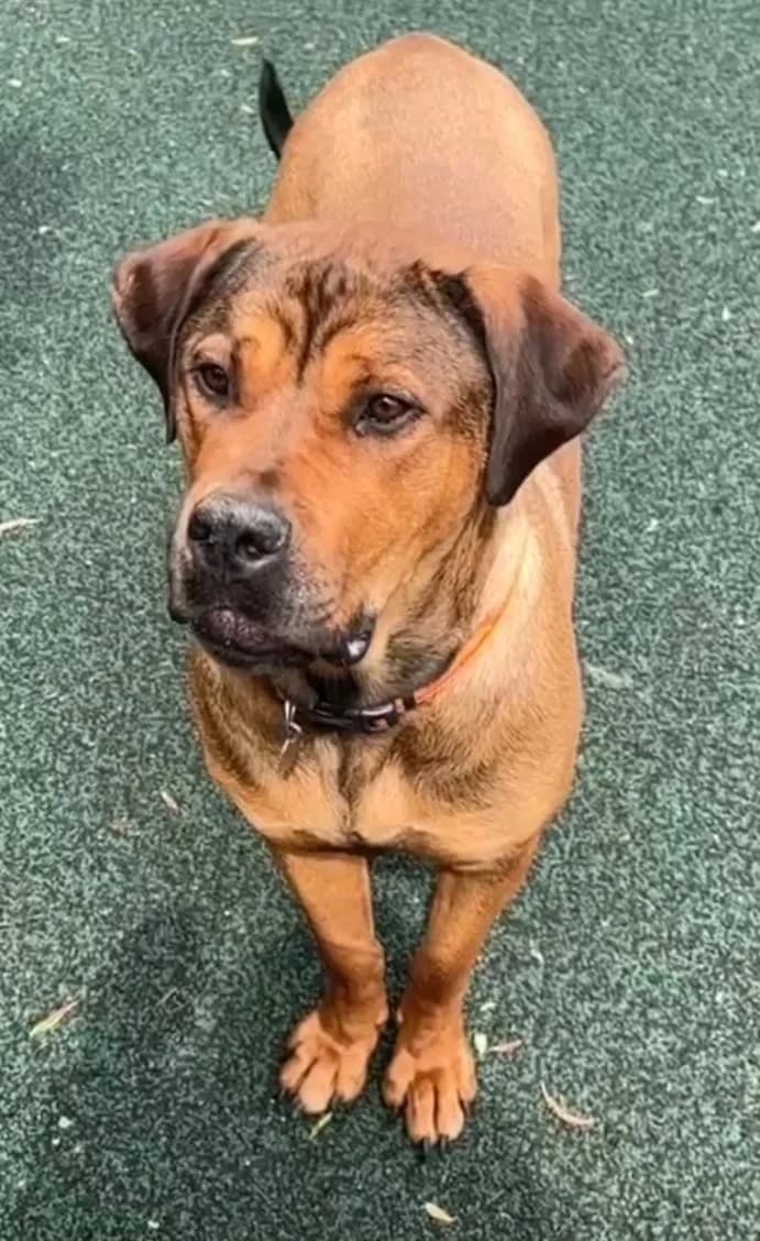 Rogue, female young Rottweiler for adoption at Manchester & Cheshire Dogs Home (Manchester), Manchester