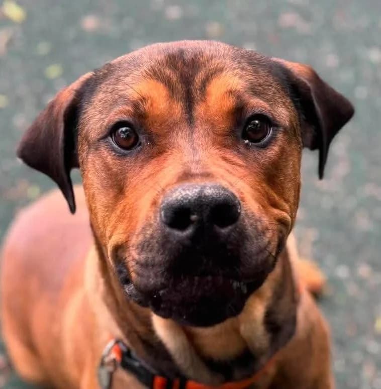 Rogue, female young Rottweiler for adoption at Manchester & Cheshire Dogs Home (Manchester), Manchester