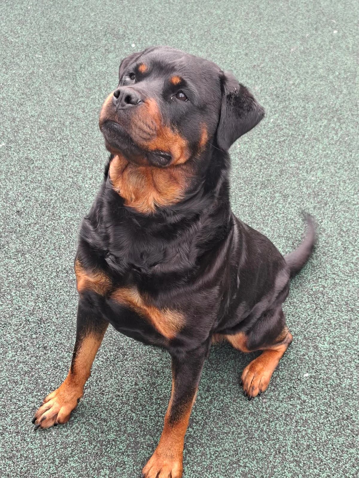 Roseitta, female 4yo Rottweiler for adoption at Manchester & Cheshire Dogs Home (Manchester), Manchester