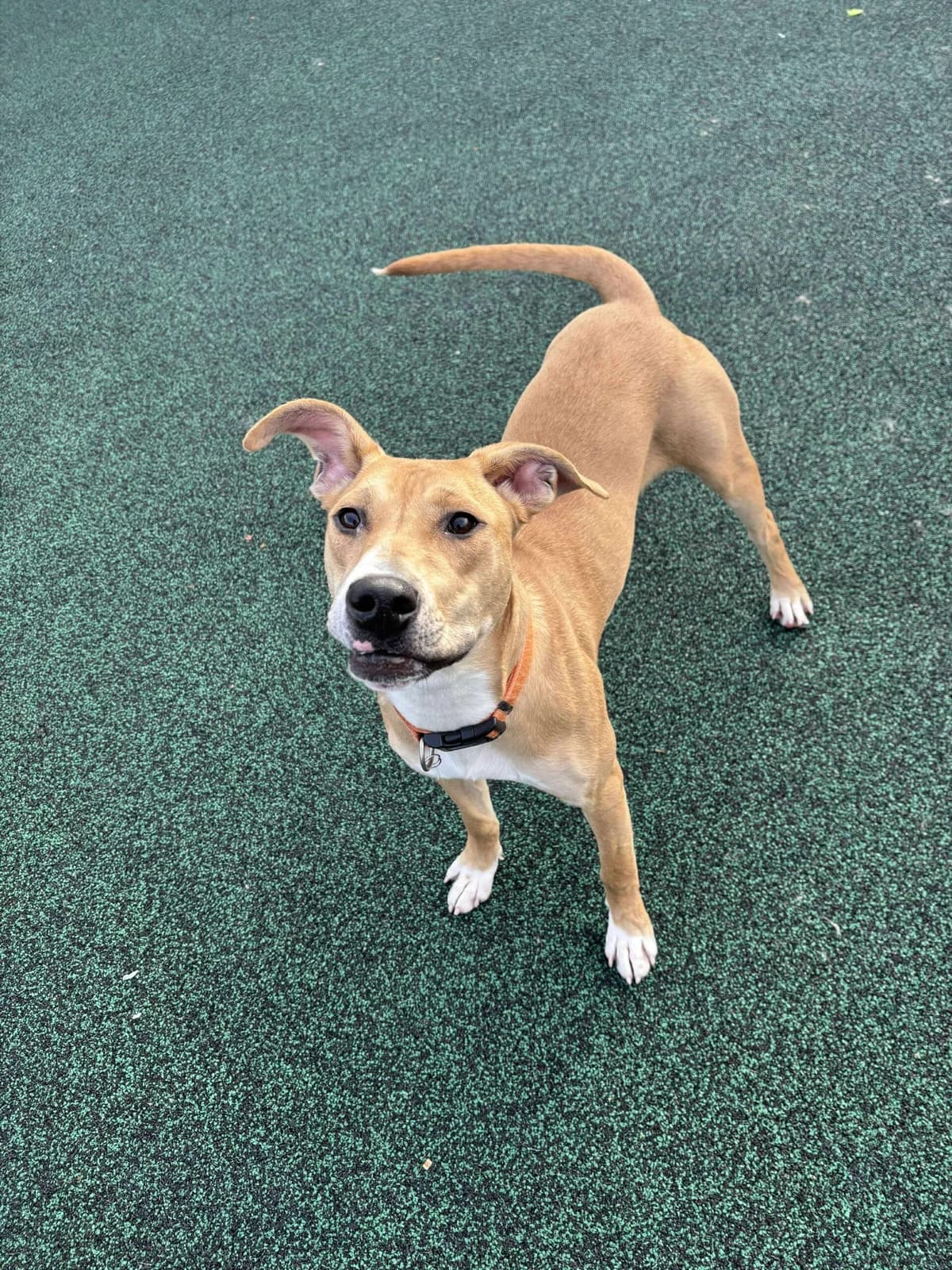 Rosie, female Mixed Breed for adoption at Manchester & Cheshire Dogs Home (Manchester), Manchester