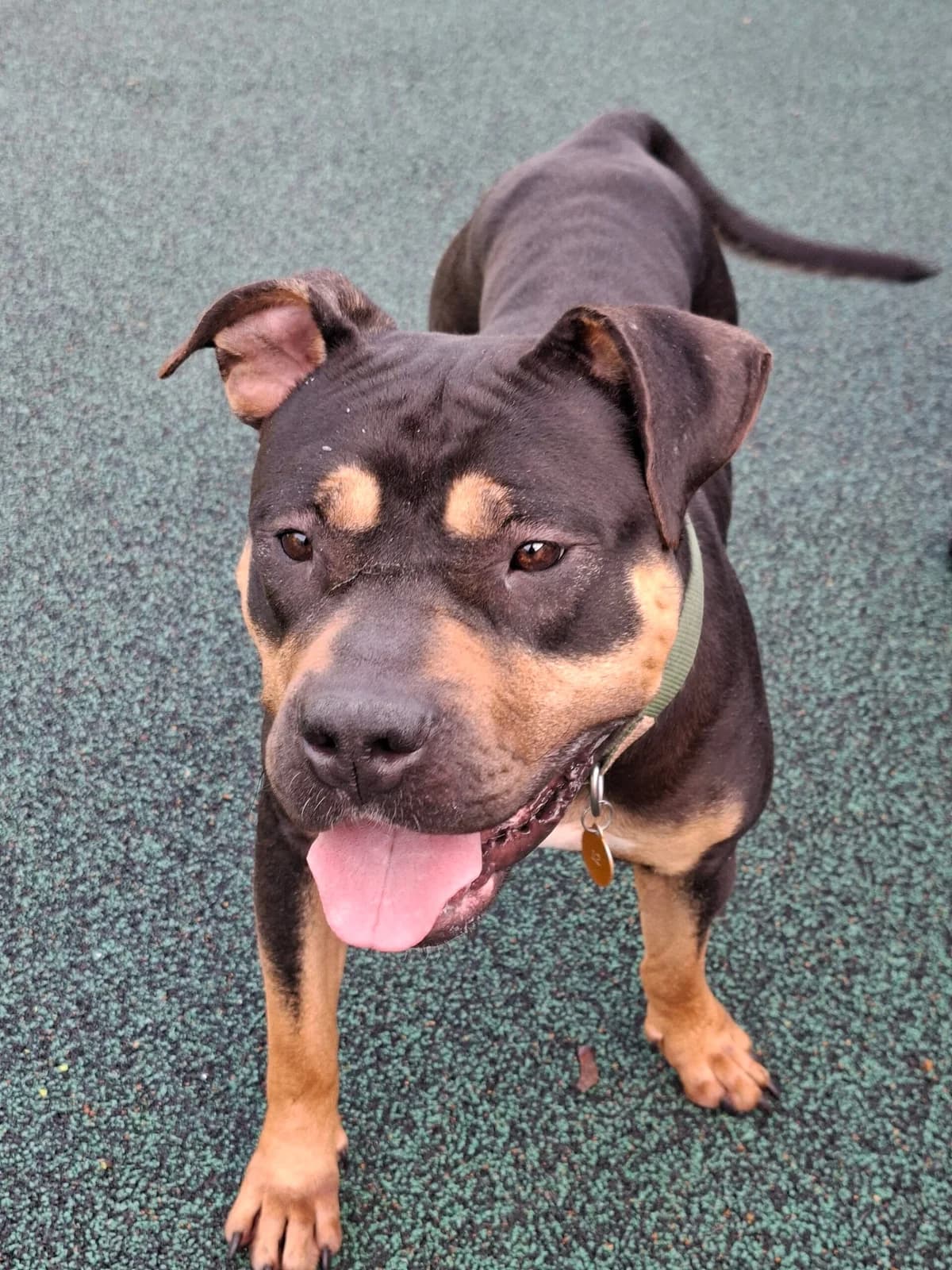Ruby, female Rottweiler for adoption at Manchester