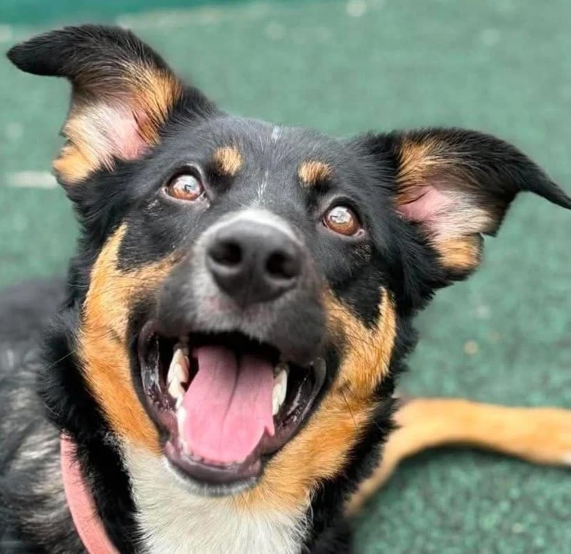 Ruby, female puppy Border Collie for adoption at Manchester & Cheshire Dogs Home (Manchester), Manchester