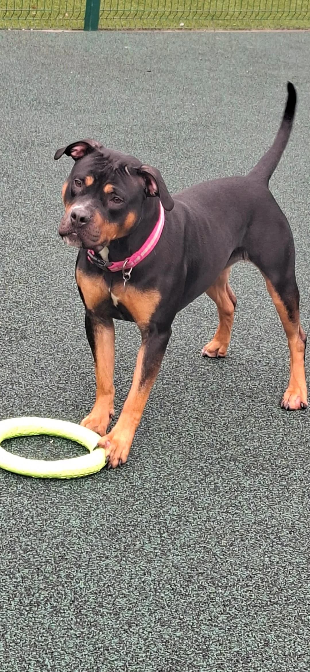 Rue, female young Staffordshire Bull Terrier for adoption at Manchester & Cheshire Dogs Home (Manchester), Manchester