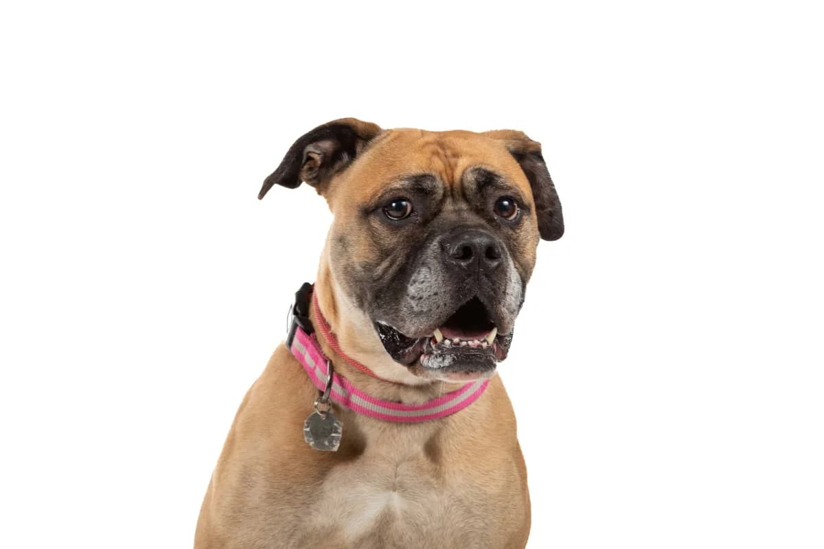 Sadie, female mixed breed for adoption at Manchester & Cheshire Dogs Home (Manchester), Manchester