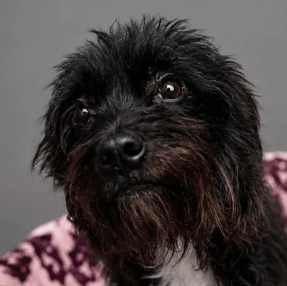 Salem, female young mixed breed for adoption at Manchester & Cheshire Dogs Home (Manchester), Manchester