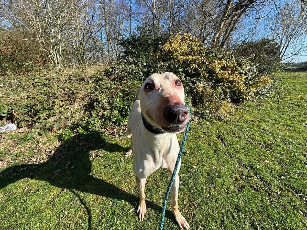Sam, male 7yo Lurcher for adoption at Manchester & Cheshire Dogs Home (Cheshire), Warrington
