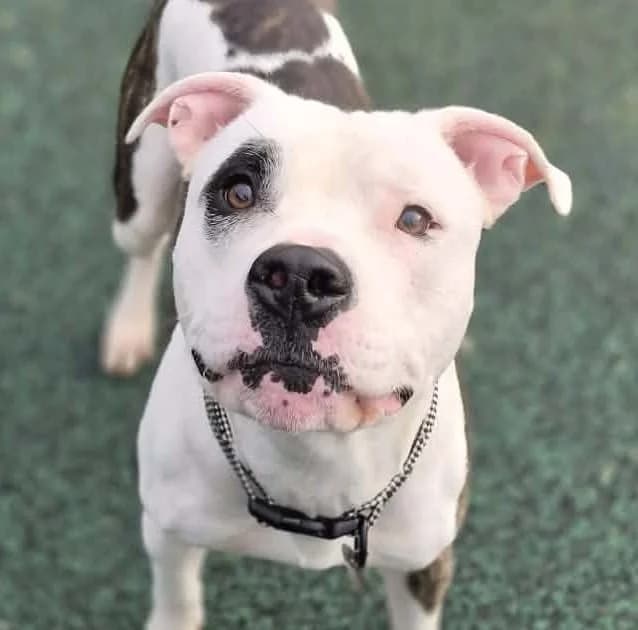 Samson, male Staffordshire Bull Terrier for adoption at Manchester & Cheshire Dogs Home (Manchester), Manchester