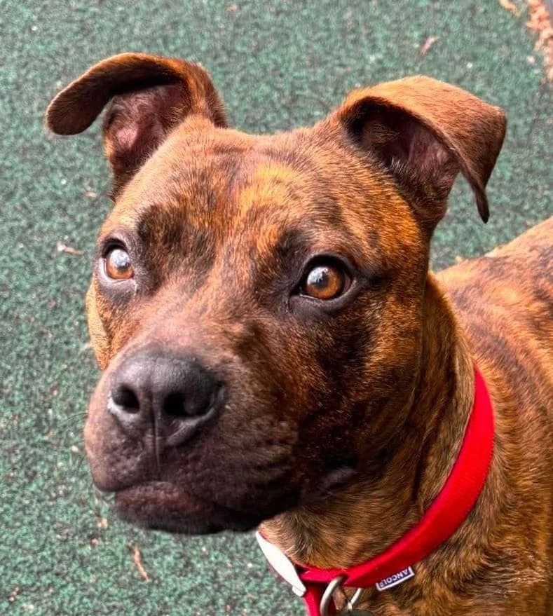 Samuel, male young Staffordshire Bull Terrier for adoption at Manchester & Cheshire Dogs Home (Manchester), Manchester