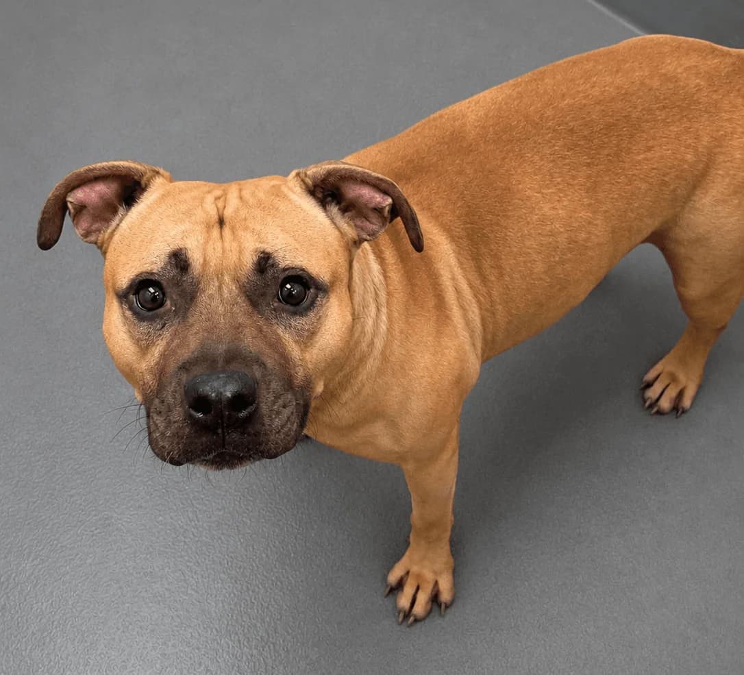 Scrappy, male young Staffordshire Bull Terrier for adoption at Manchester & Cheshire Dogs Home (Manchester), Manchester