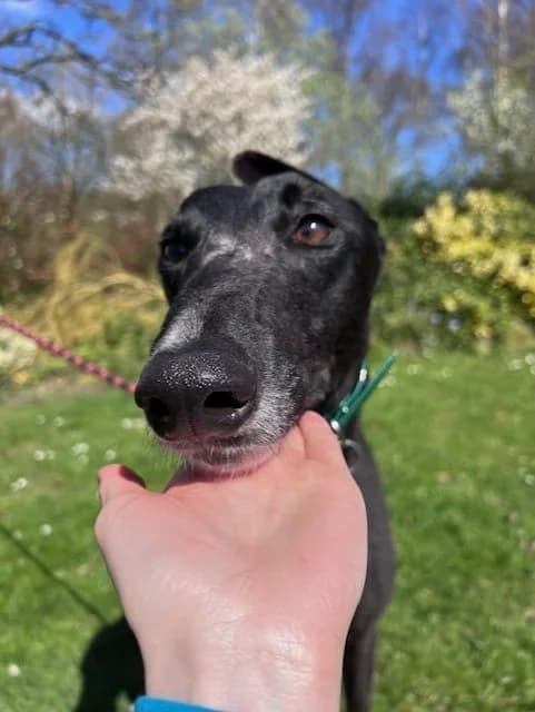 Sean, male Greyhound for adoption at Warrington
