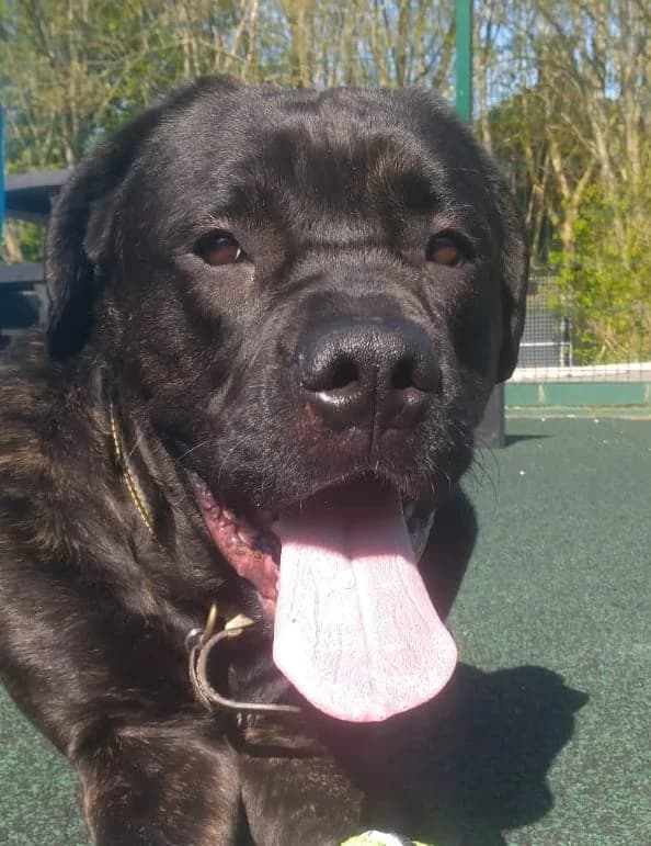 Sebastian, male Cane Corso for adoption at Manchester & Cheshire Dogs Home (Manchester), Manchester