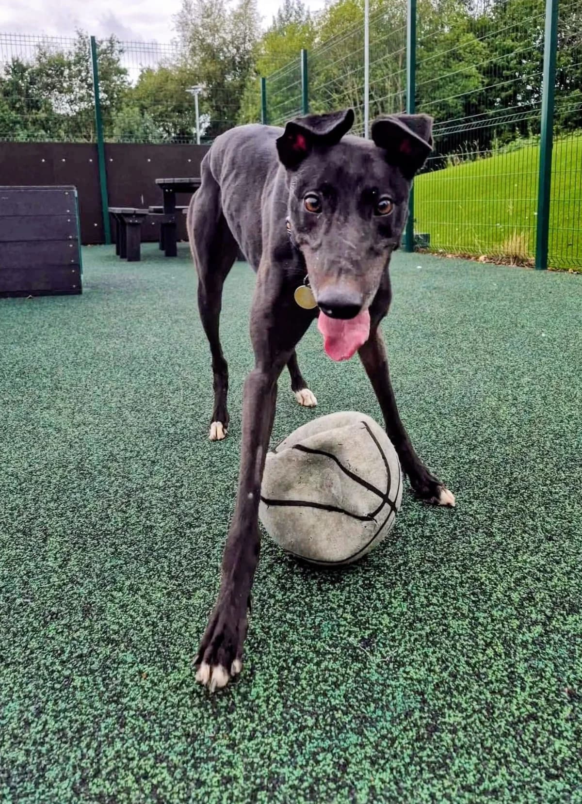 Shadow, male 5yo Greyhound for adoption at Manchester & Cheshire Dogs Home (Manchester), Manchester