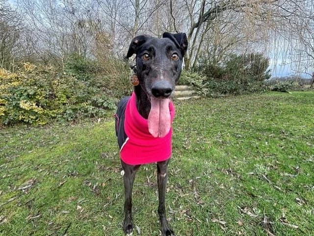 Shadow, male 4yo Greyhound for adoption at Manchester & Cheshire Dogs Home (Cheshire), Warrington