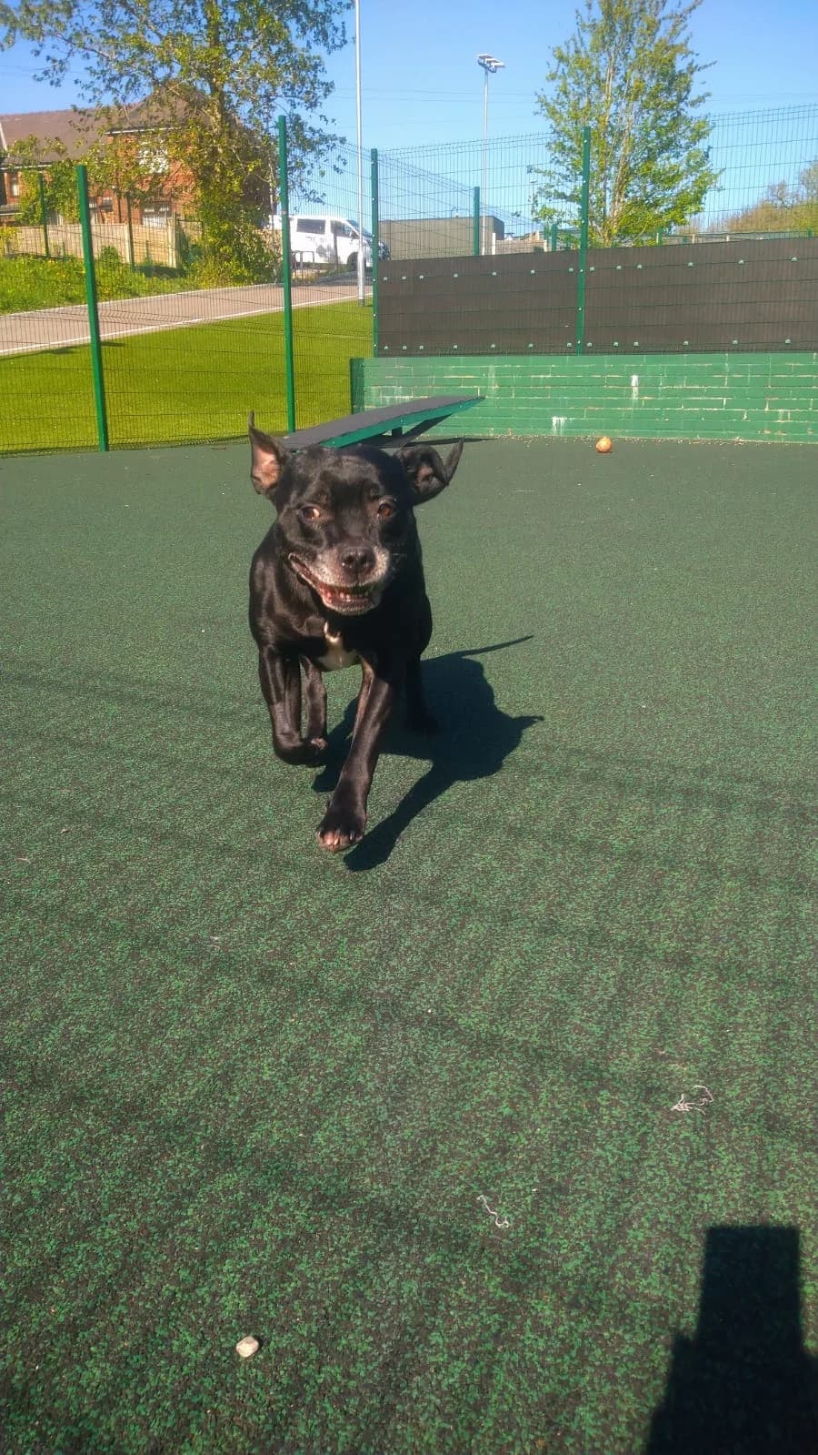 Shadow, male 7yo Staffordshire Bull Terrier for adoption at Manchester & Cheshire Dogs Home (Manchester), Manchester