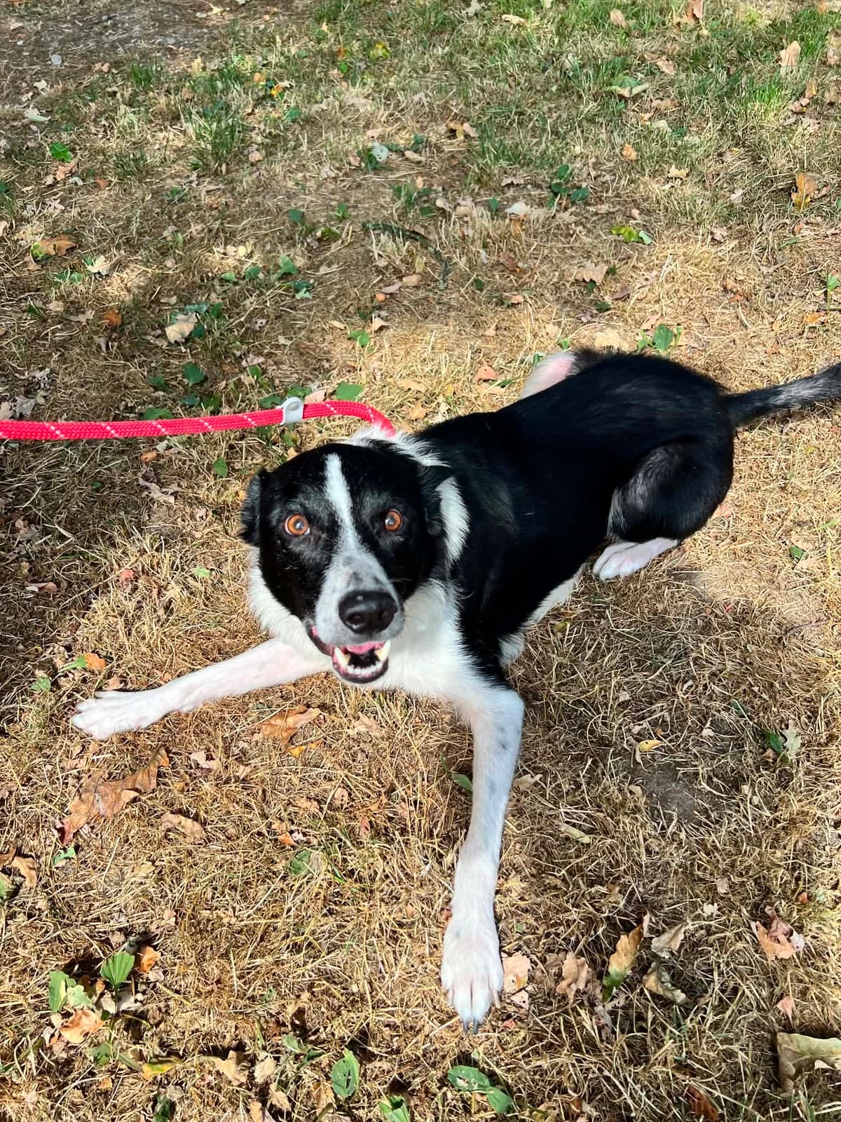 Shep, male senior Border Collie for adoption at Manchester & Cheshire Dogs Home (Cheshire), Warrington