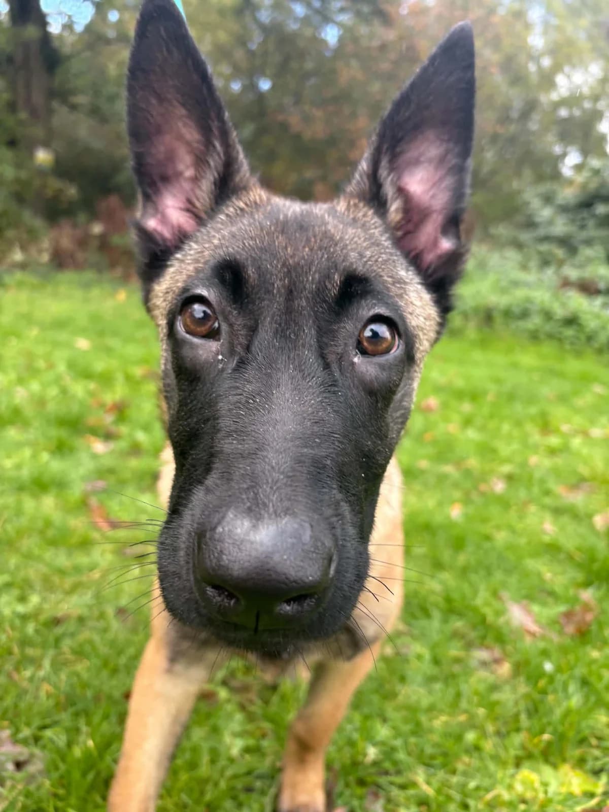 Simea, female puppy Belgian Malinois for adoption at Manchester & Cheshire Dogs Home (Cheshire), Warrington