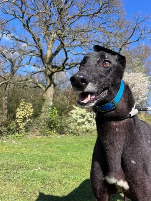Simpson, male Greyhound for adoption at Manchester & Cheshire Dogs Home (Cheshire), Warrington