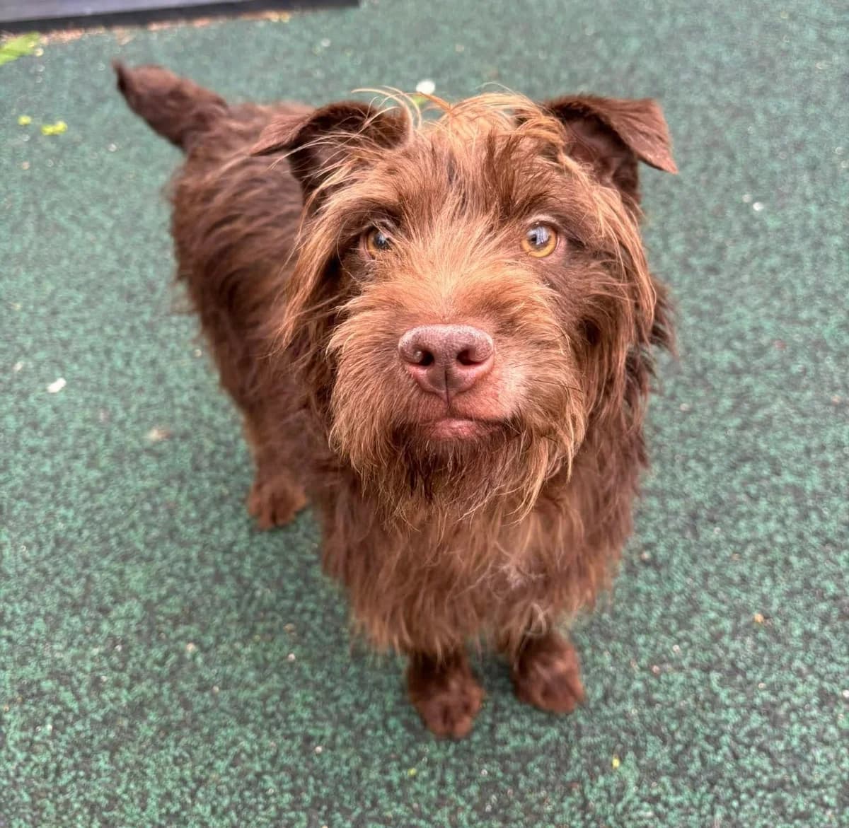 Skipper, male 3yo mixed breed for adoption at Manchester & Cheshire Dogs Home (Manchester), Manchester