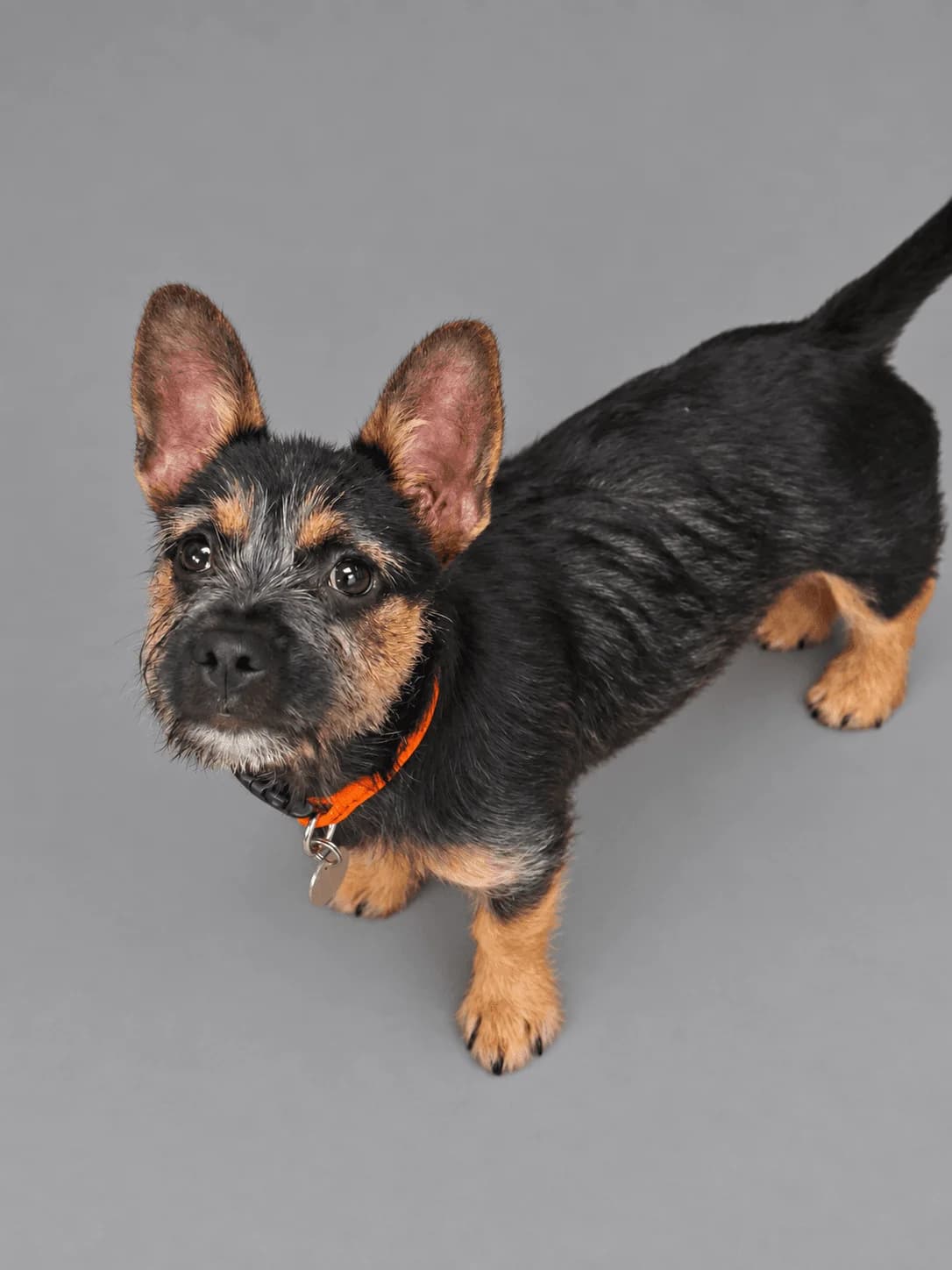 Skye, female puppy Mixed Breed for adoption at Manchester & Cheshire Dogs Home (Manchester), Manchester