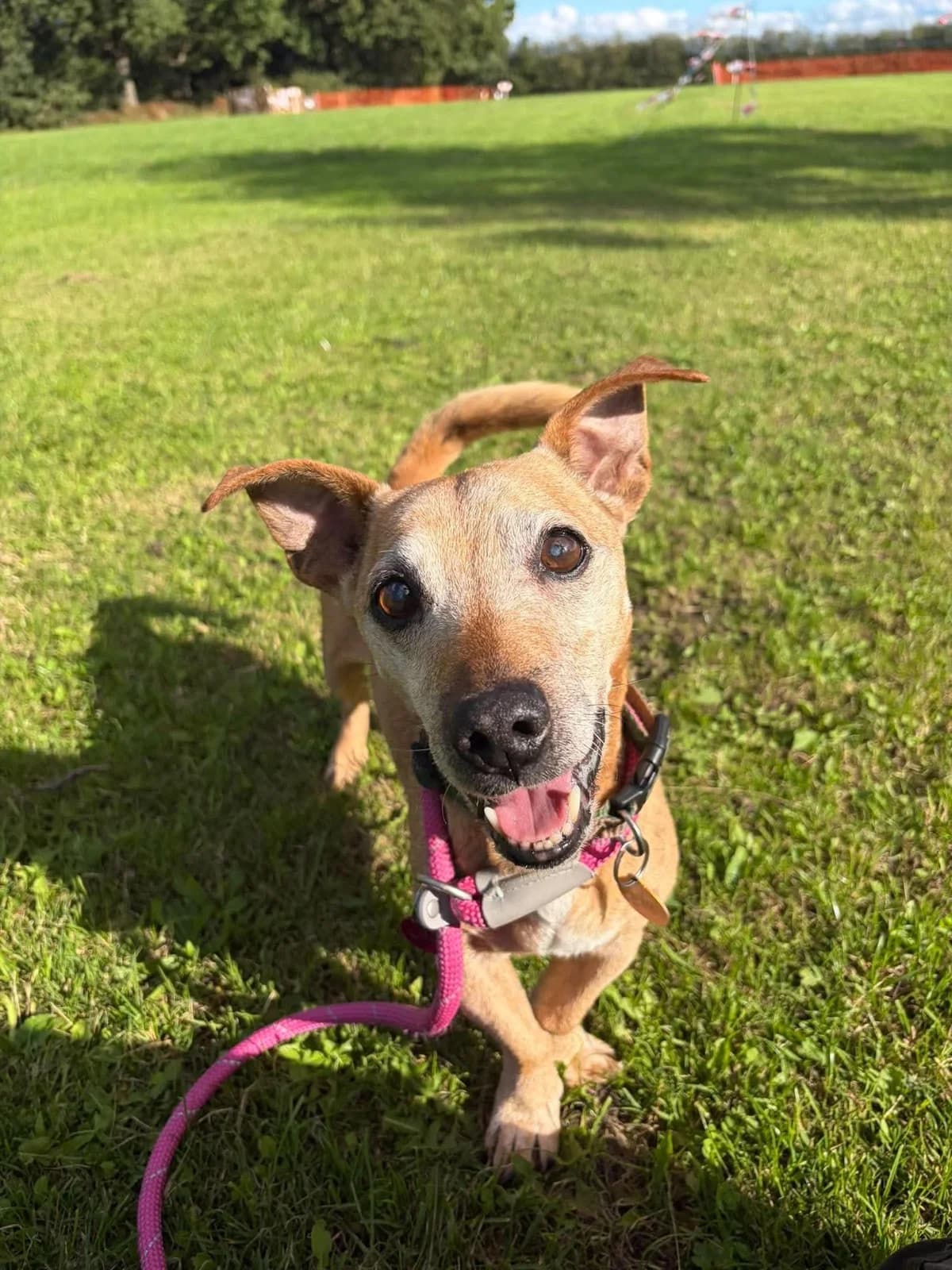 Spud, male senior Jack Russell Terrier for adoption at Manchester & Cheshire Dogs Home (Cheshire), Warrington