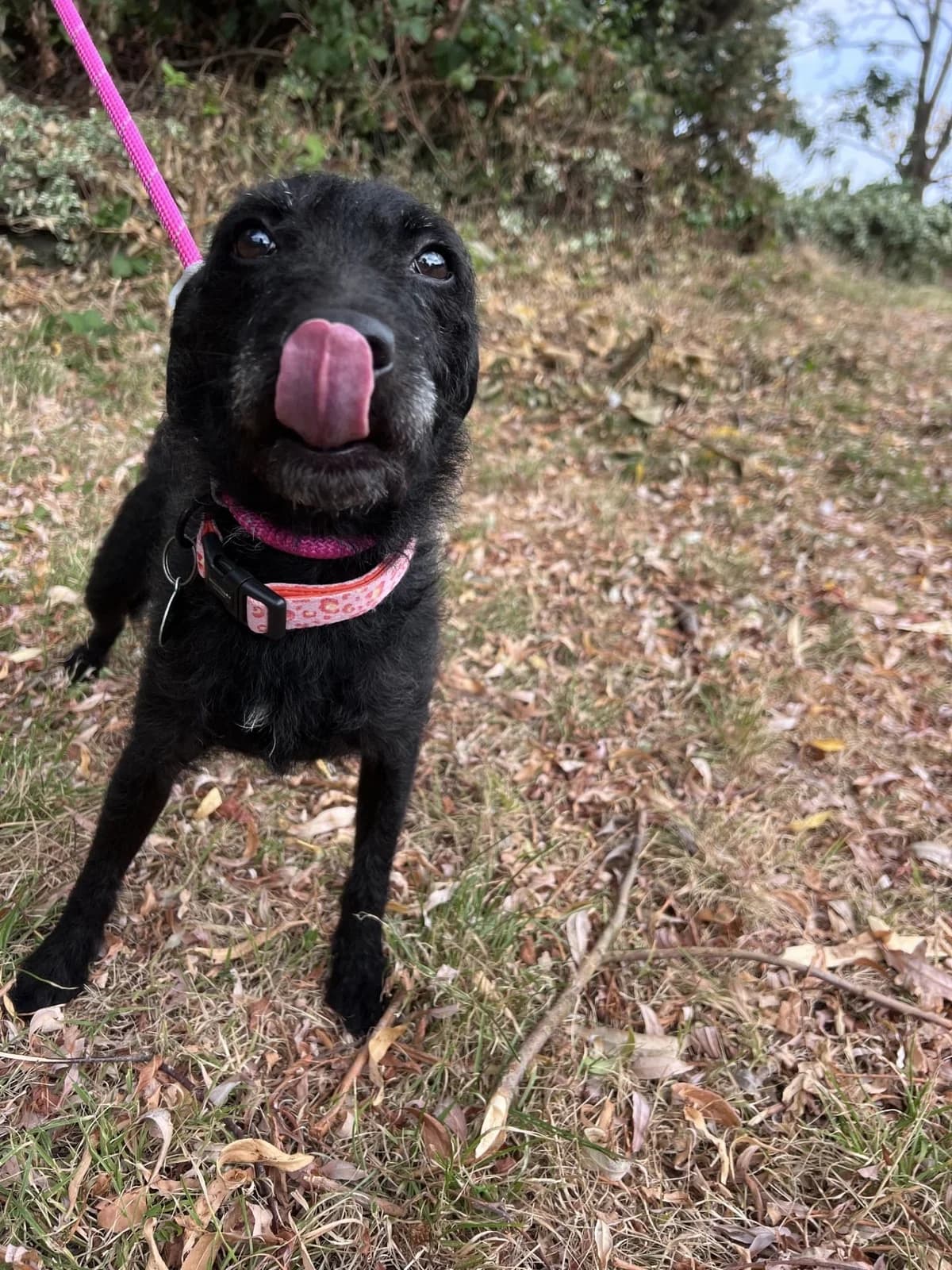 Star, female 4yo Patterdale Terrier for adoption at Manchester & Cheshire Dogs Home (Cheshire), Warrington