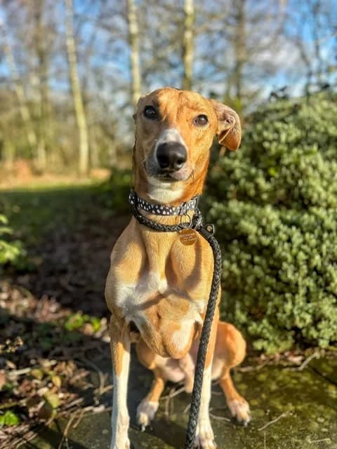 Steven, male 4yo Lurcher for adoption at Manchester & Cheshire Dogs Home (Cheshire), Warrington