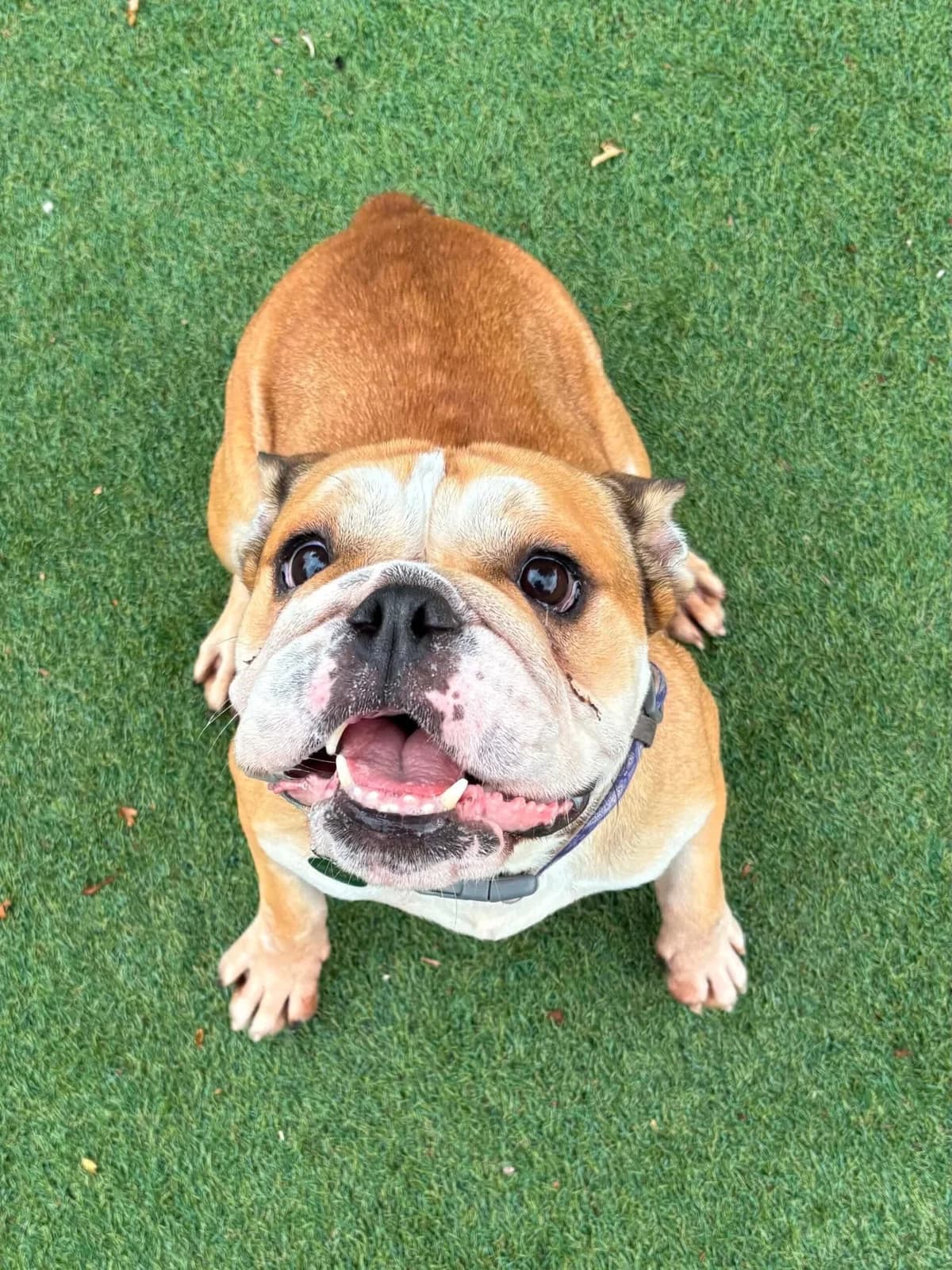 Sushi, female 5yo English Bulldog for adoption at Manchester & Cheshire Dogs Home (Manchester), Manchester