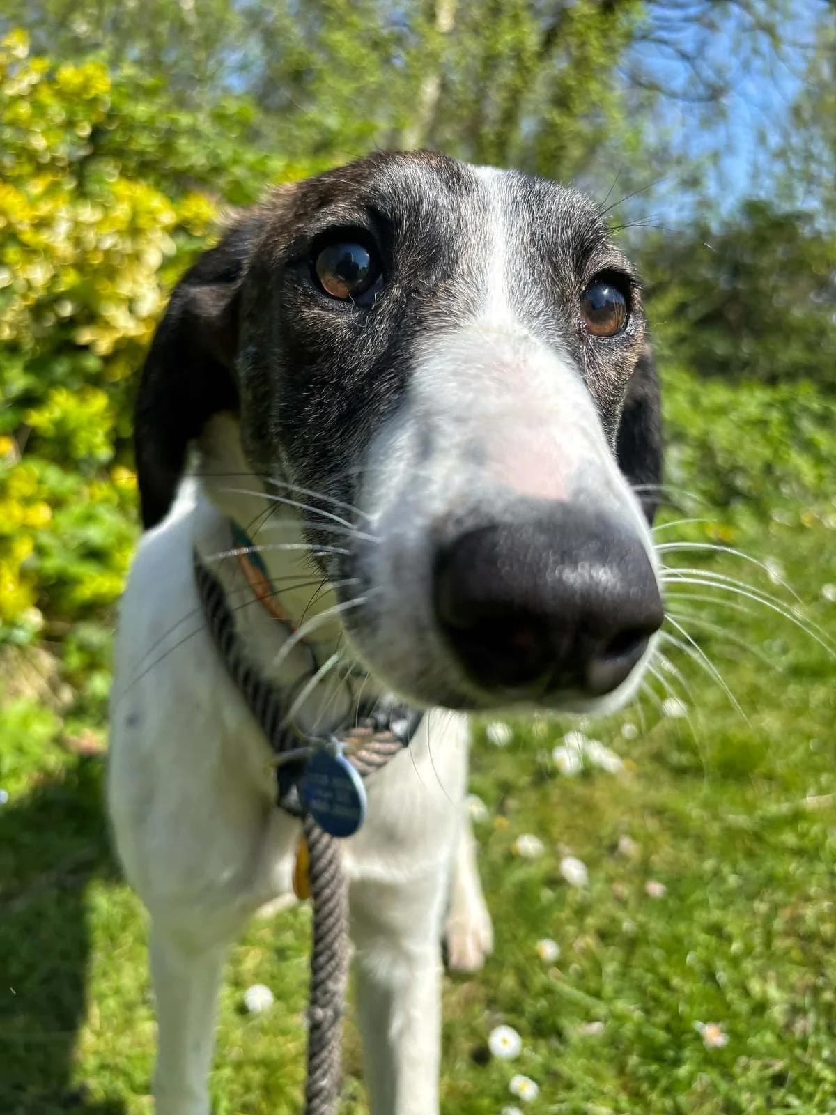 Suzy, female mixed breed for adoption at Manchester & Cheshire Dogs Home (Cheshire), Warrington