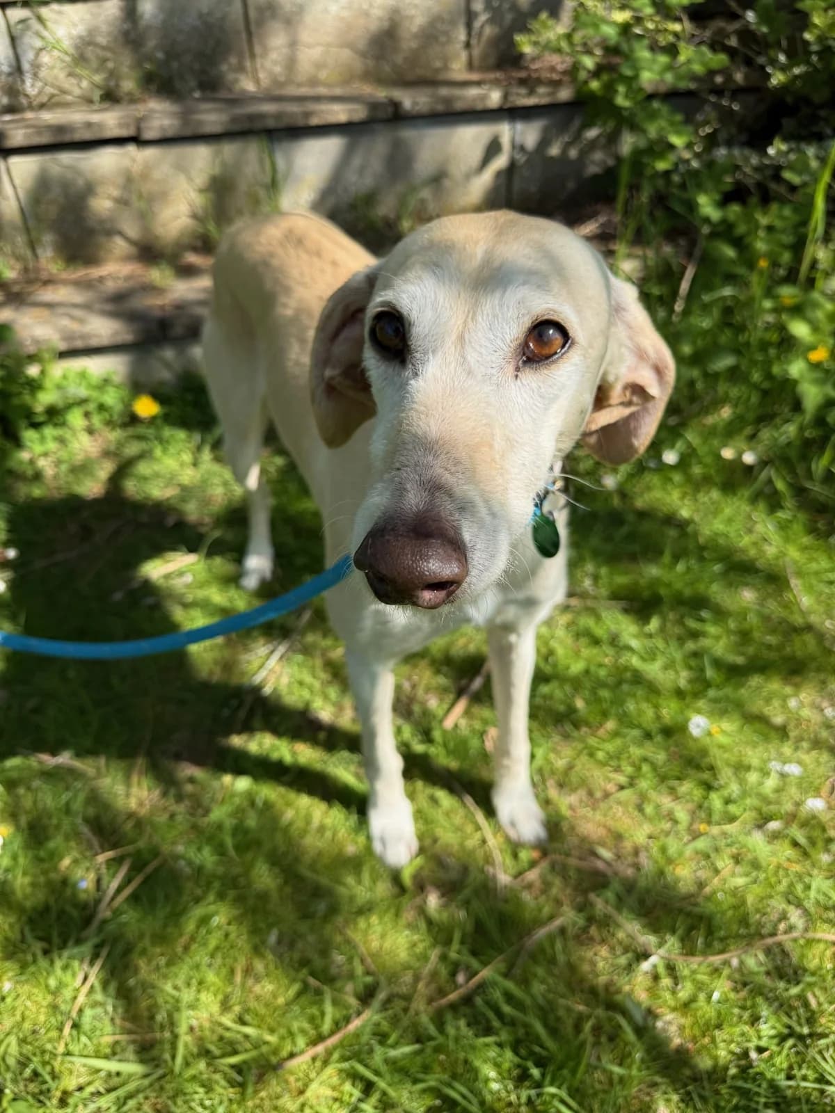 Sven, male 7yo Lurcher for adoption at Manchester & Cheshire Dogs Home (Cheshire), Warrington