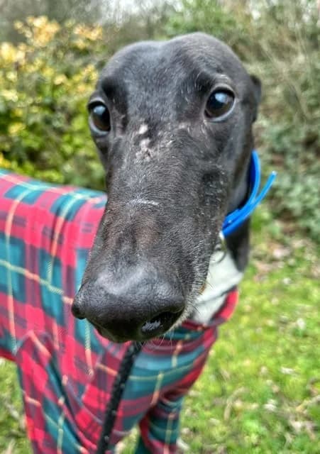 Swifty, male Greyhound for adoption at Warrington