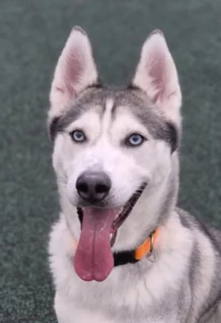 Tails, female Husky for adoption at Manchester & Cheshire Dogs Home (Manchester), Manchester