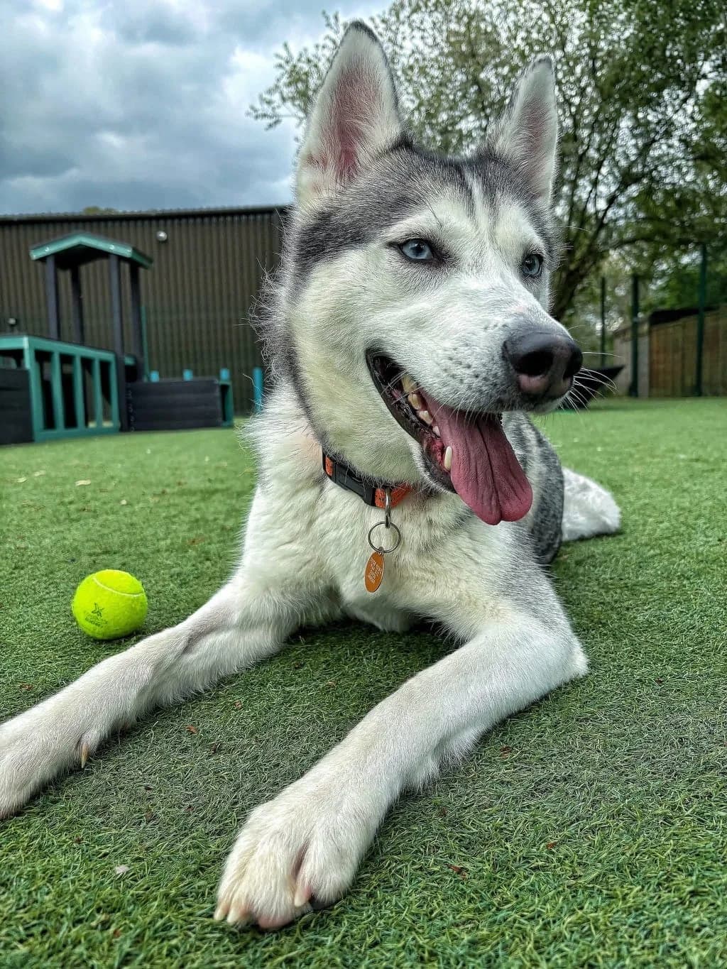 Tails, female 3yo Husky for adoption at Manchester & Cheshire Dogs Home (Cheshire), Warrington